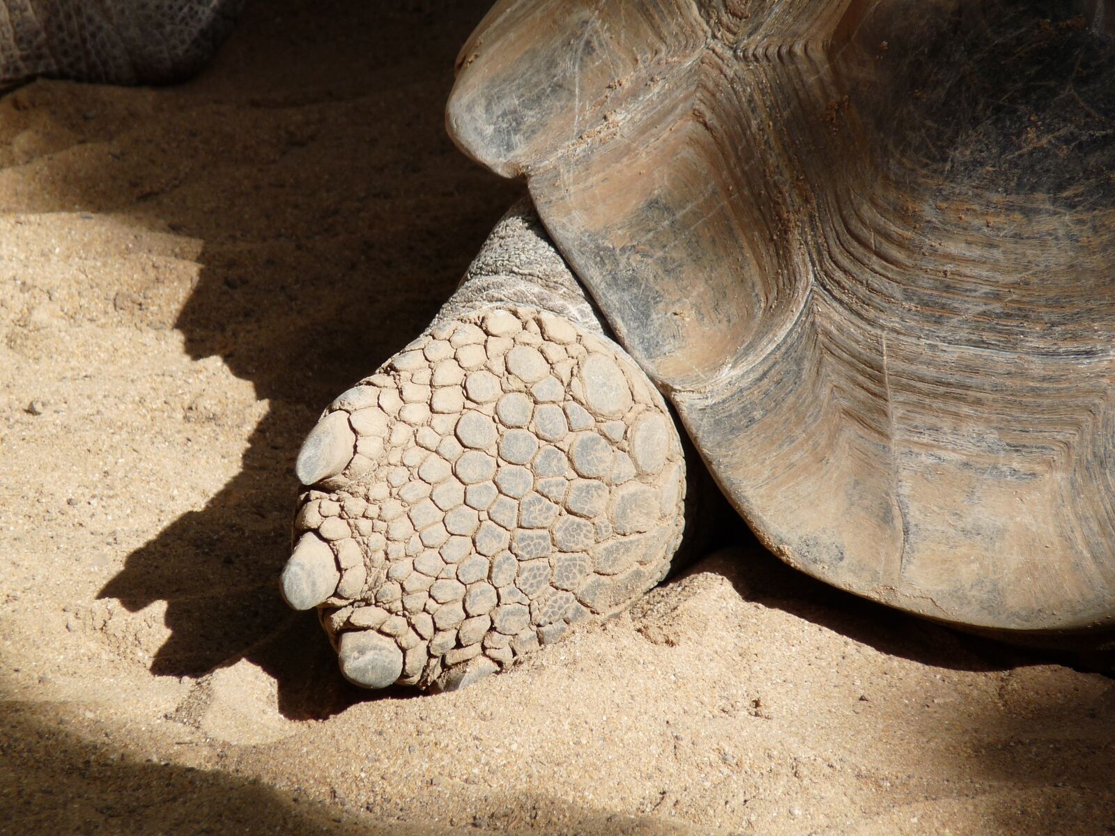 Panasonic Lumix DMC-FZ28 sample photo. Turtle, foot, shell photography