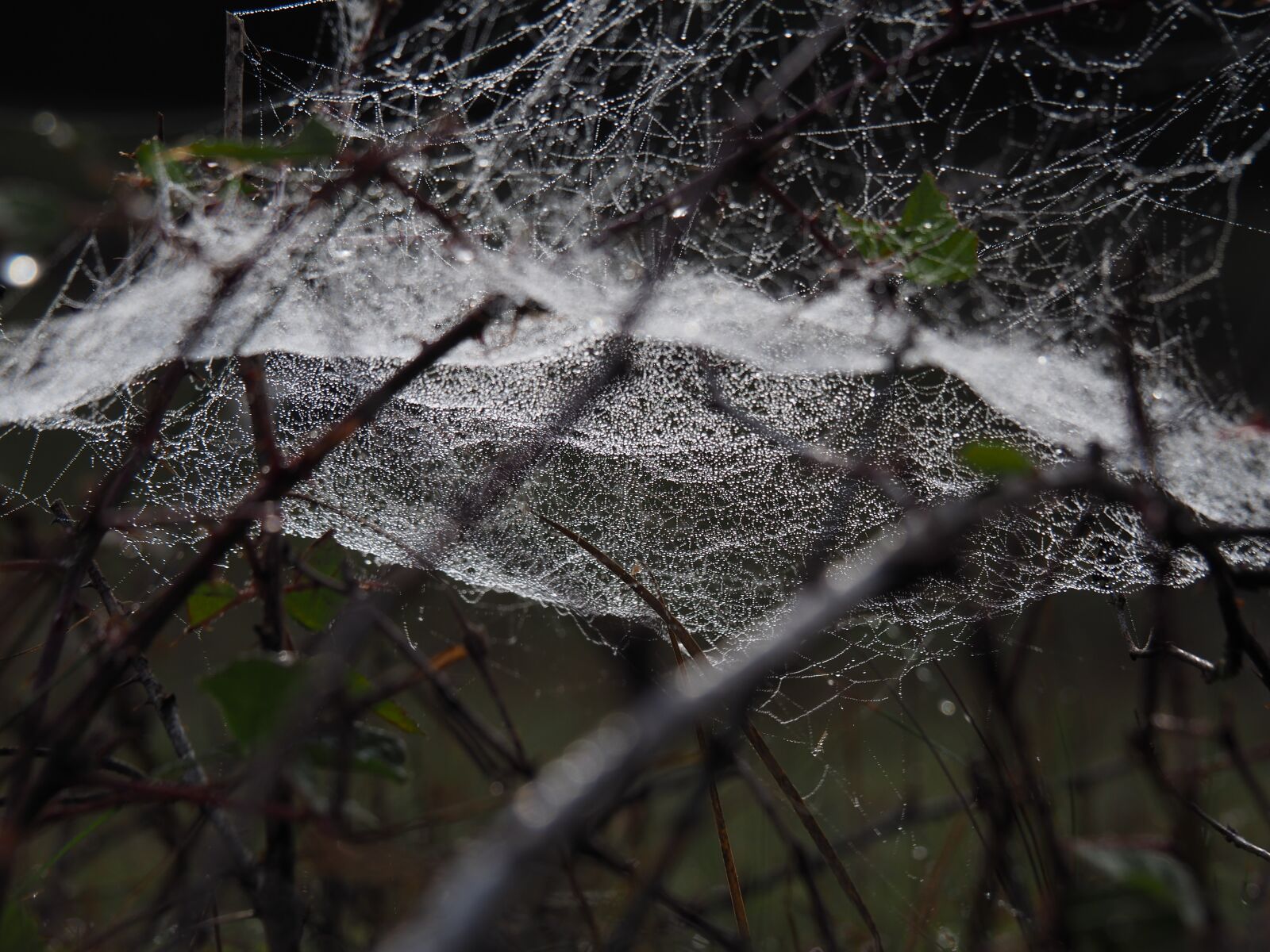 Olympus OM-D E-M10 II sample photo. Nature, dew, spider web photography