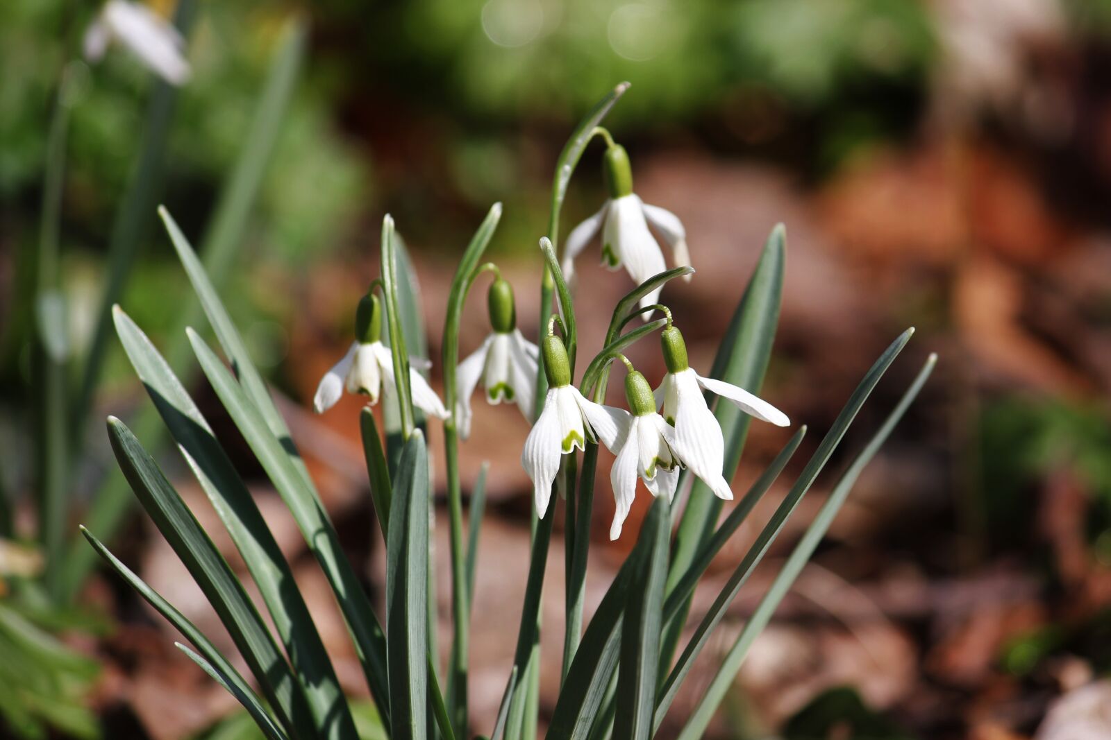 Canon EOS 550D (EOS Rebel T2i / EOS Kiss X4) sample photo. Snowdrop, nature, plant photography