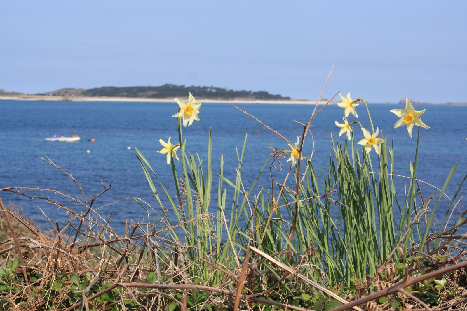 Canon EOS 1000D (EOS Digital Rebel XS / EOS Kiss F) sample photo. Sea, daffodils, flowers photography