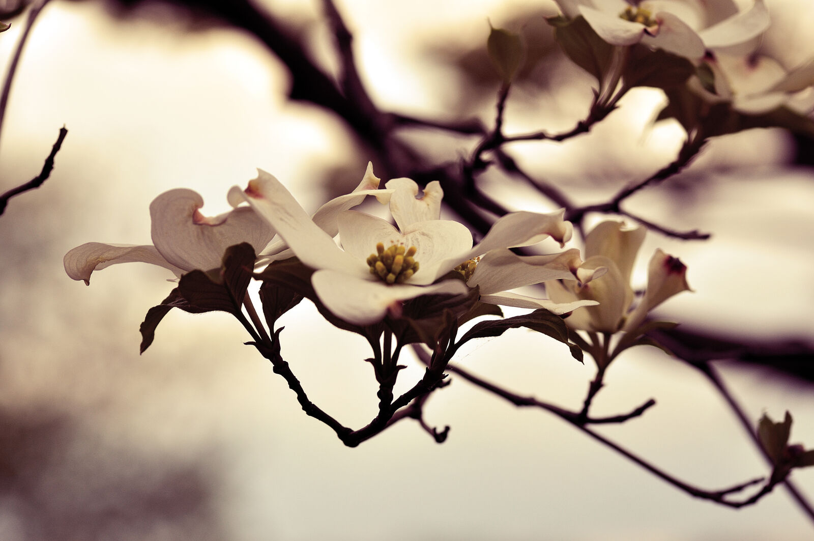 Nikon D5000 sample photo. Flower, macro, vintage photography