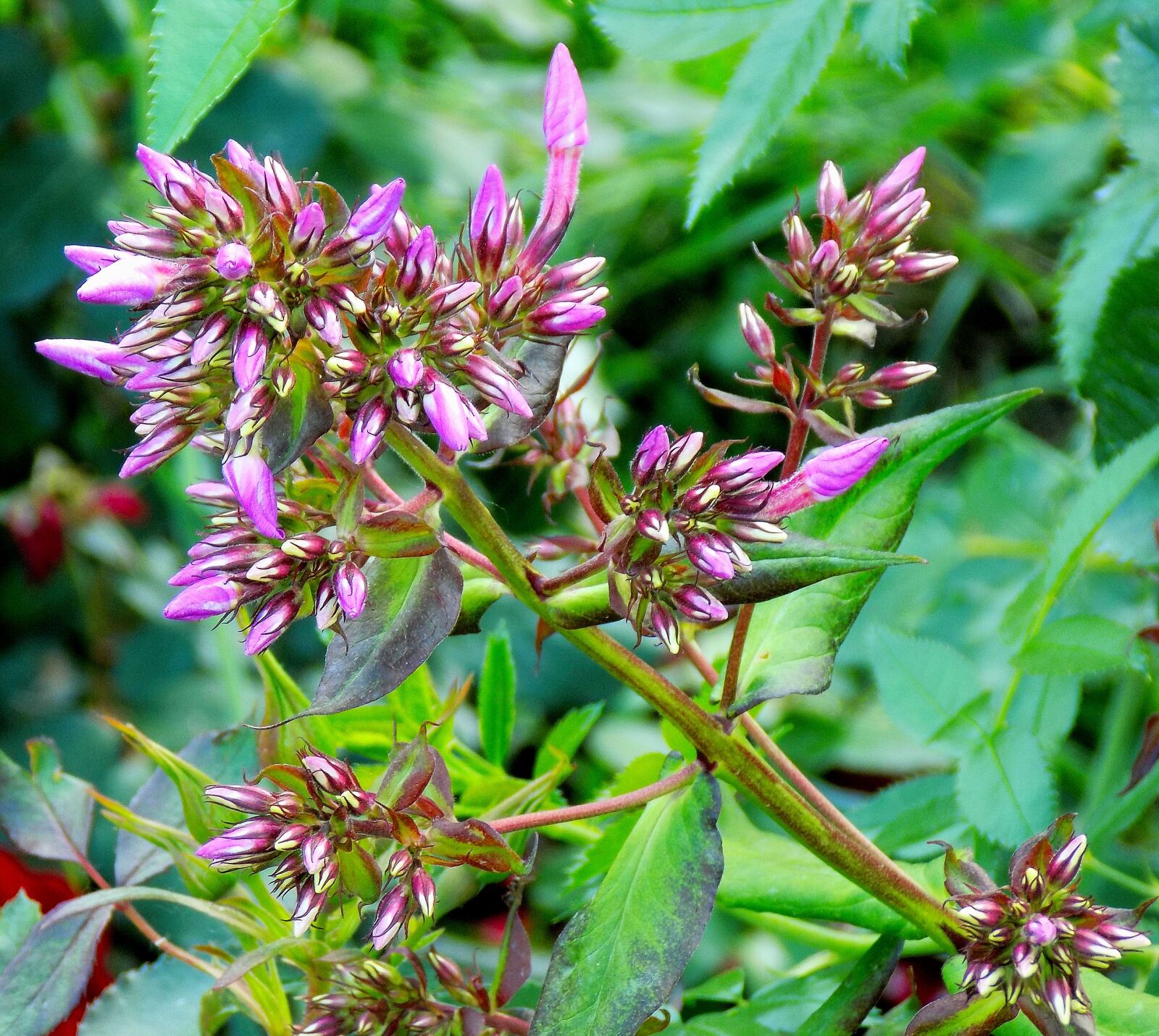 Nikon COOLPIX L330 sample photo. Nature, flower, plant photography