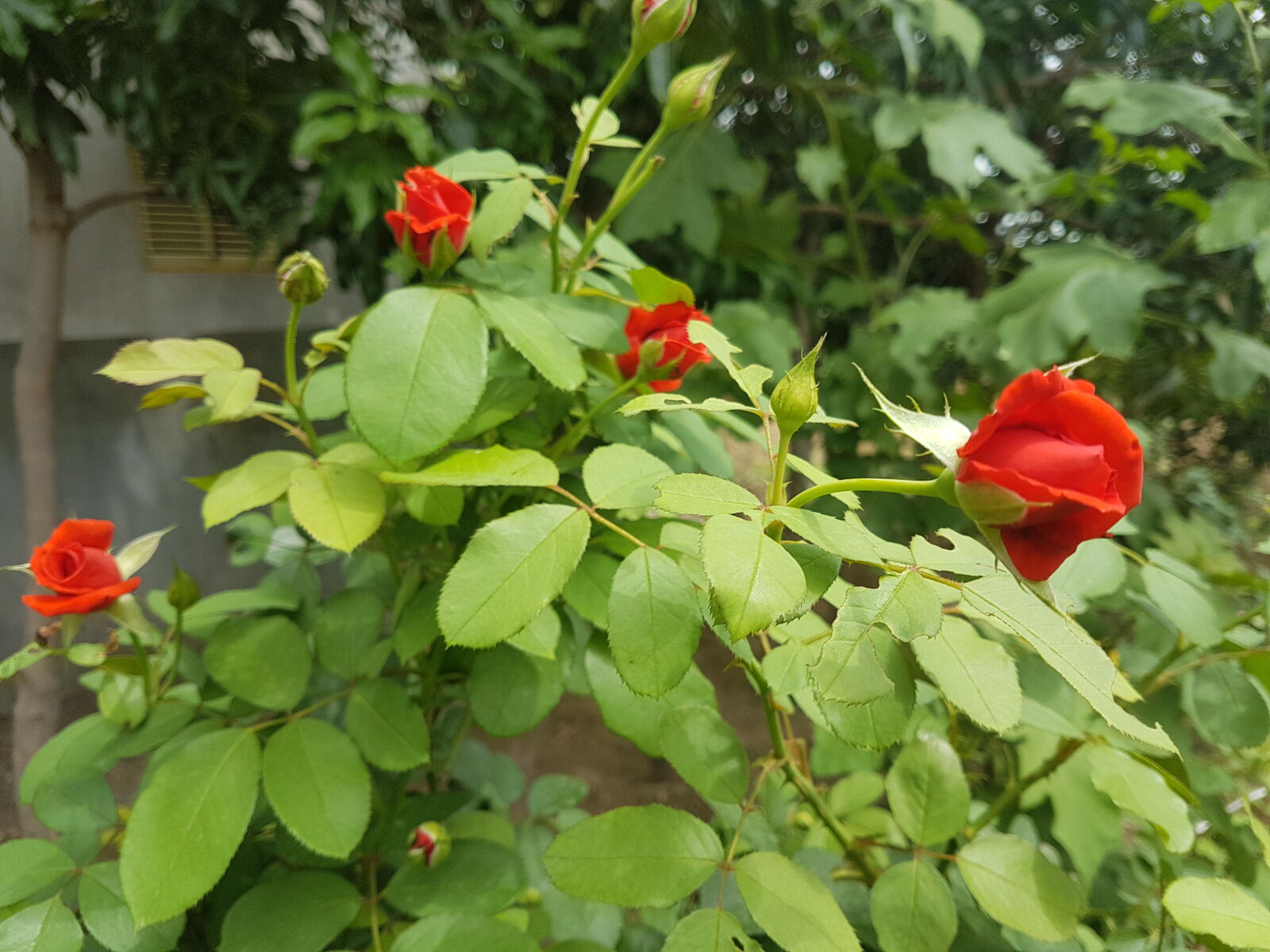 Samsung Galaxy S7 Edge sample photo. Red, roses photography