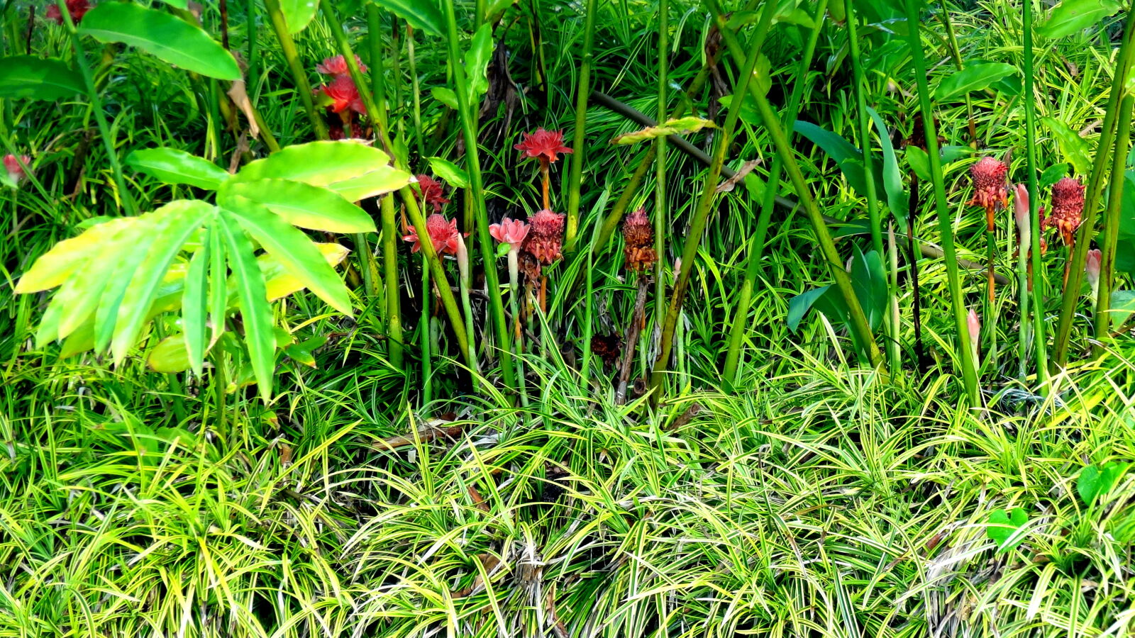Sony Cyber-shot DSC-HX9V sample photo. Red, green photography