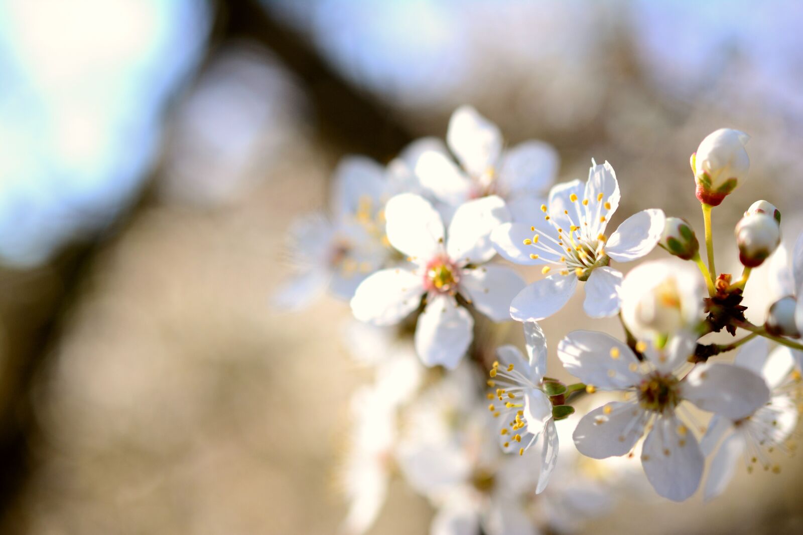 Nikon D5200 sample photo. Cherry plum, tree blossoms photography