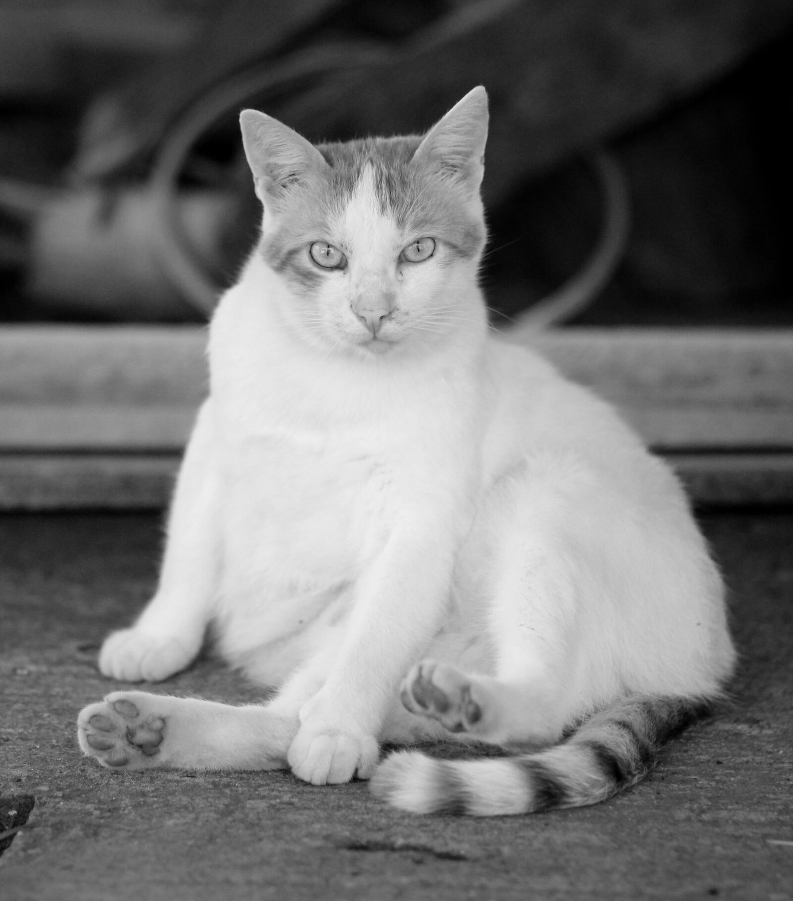 Canon EOS 700D (EOS Rebel T5i / EOS Kiss X7i) + Canon EF 85mm F1.8 USM sample photo. Cat, white, lazy photography