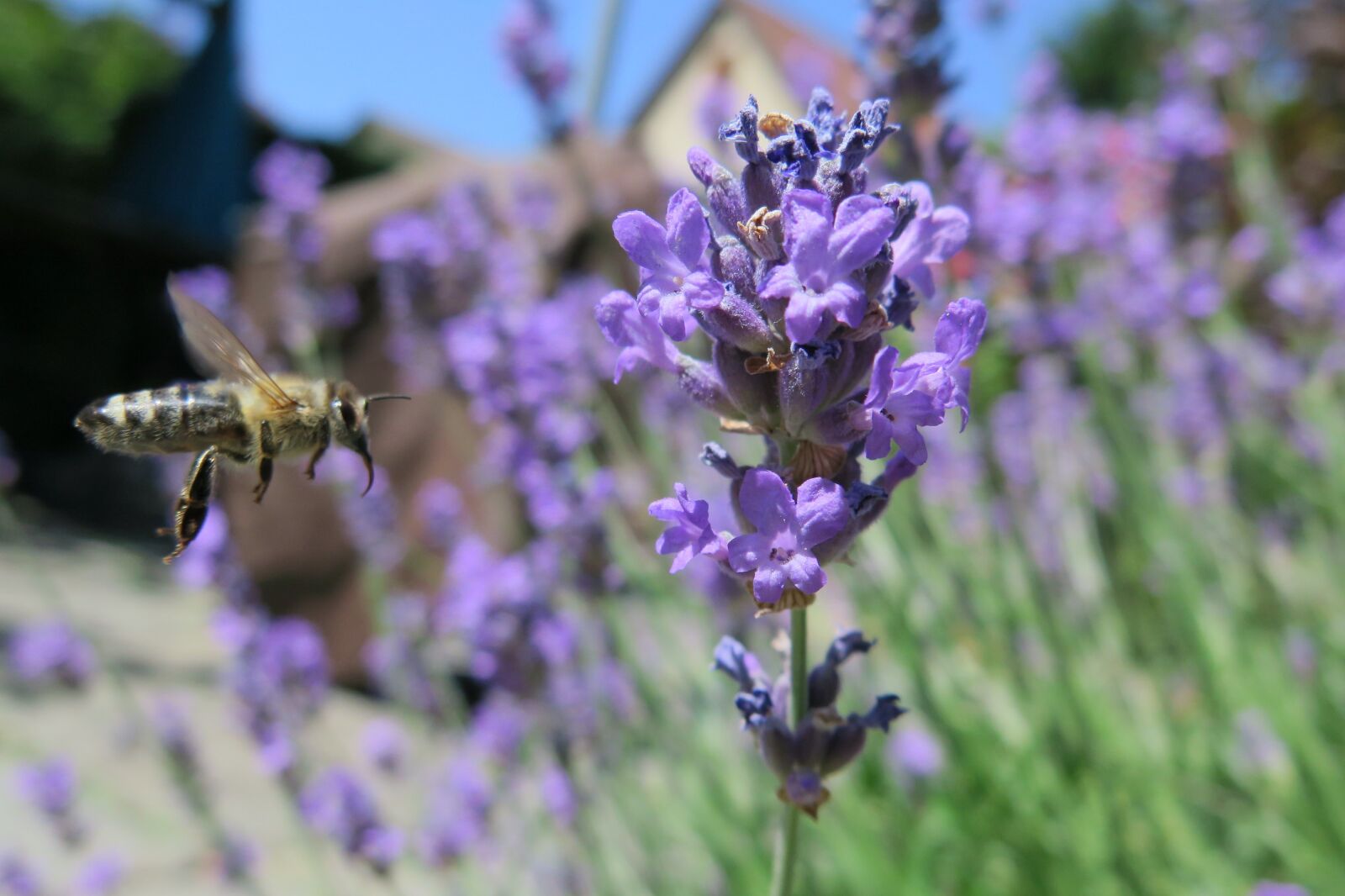 Canon PowerShot G16 sample photo. Bee, insect, honey bee photography