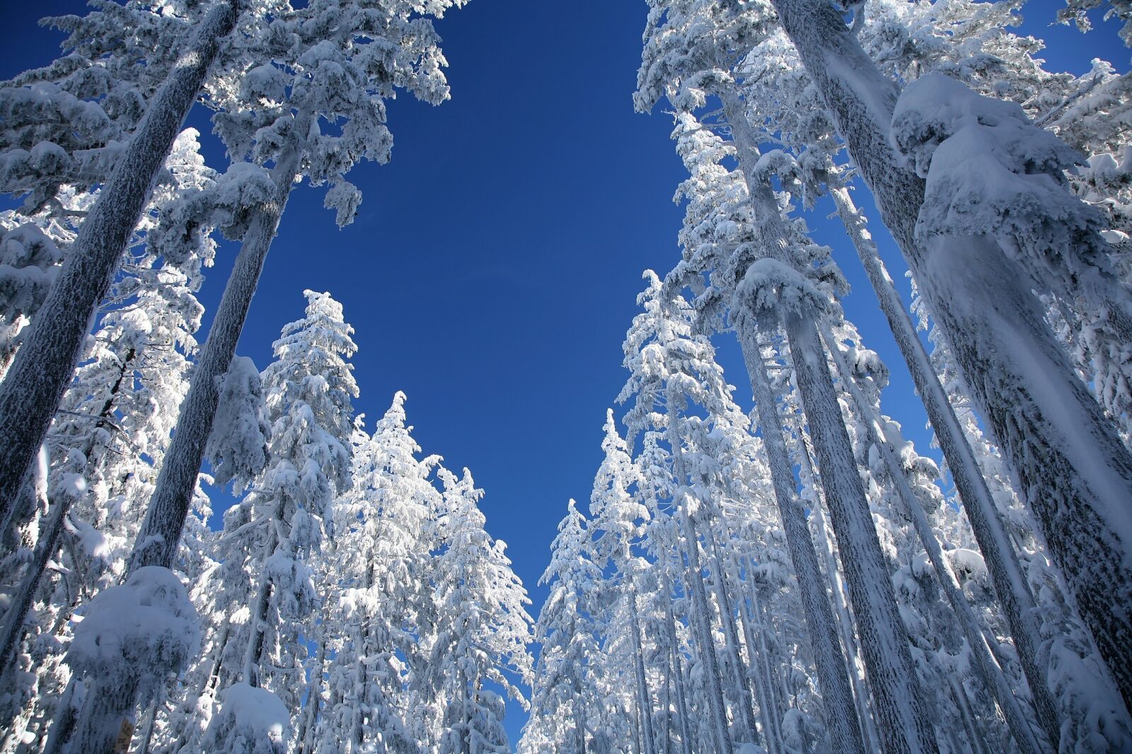 Canon EOS 5D sample photo. Snow, ponderosa pines, trees photography