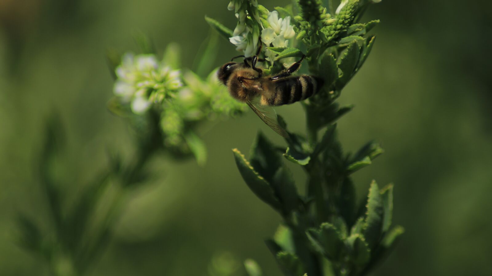 Canon EOS 80D sample photo. Bee, blossom, bloom photography