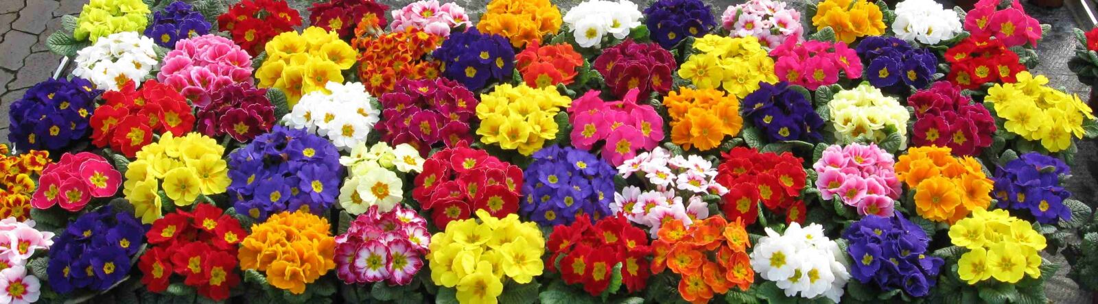 Canon PowerShot A590 IS sample photo. Primroses, colorful, nature photography