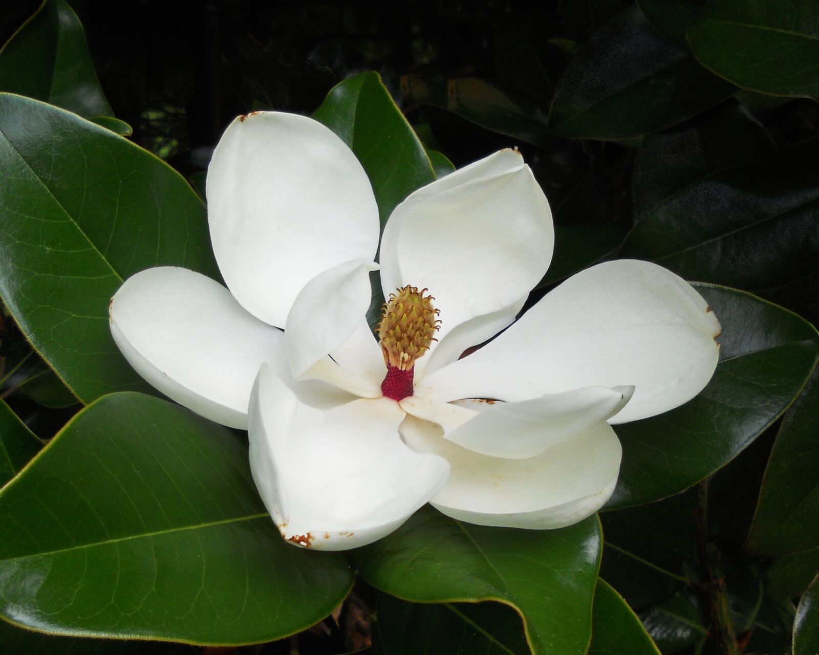 Nikon Coolpix S3000 sample photo. Magnolia blossom, floral, flower photography