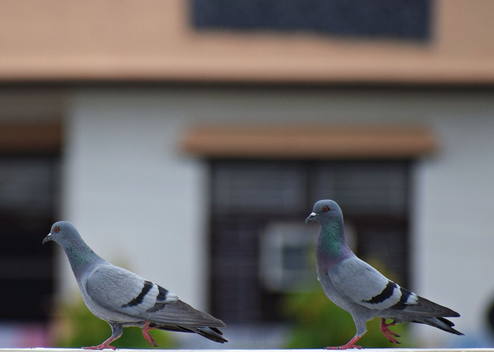 Nikon D3300 sample photo. Pigeon, birds, dove photography