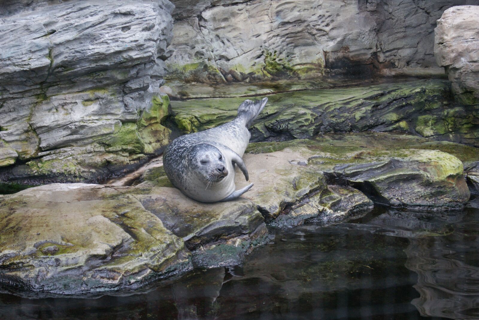 Sony Alpha DSLR-A230 sample photo. Phocas, animal, water photography