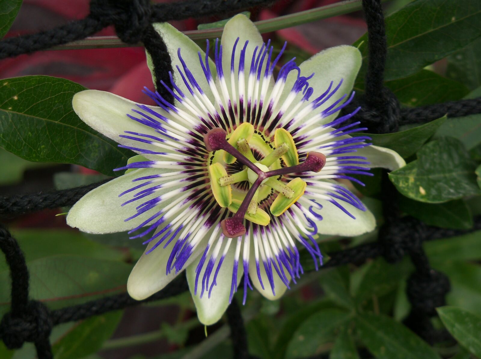 Kodak EasyShare Z915 sample photo. Passion flower, passiflora cearulae photography