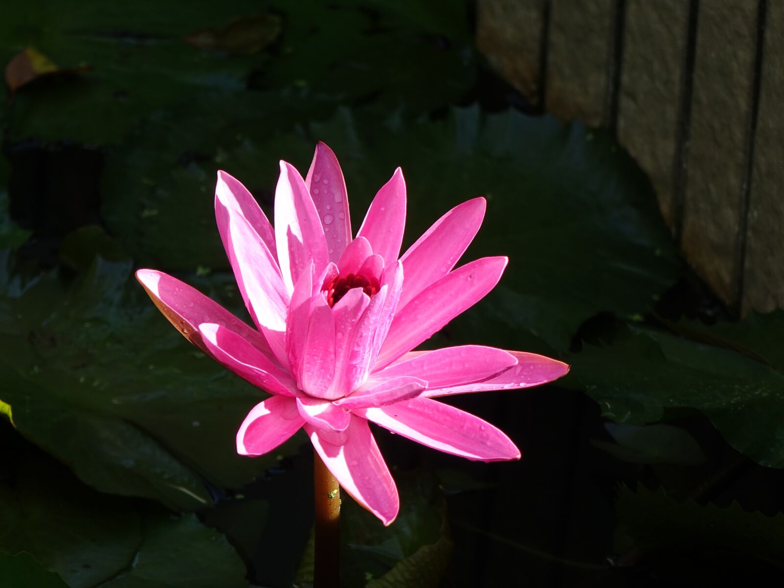 Sony Cyber-shot DSC-RX10 sample photo. Lotus, early in the photography