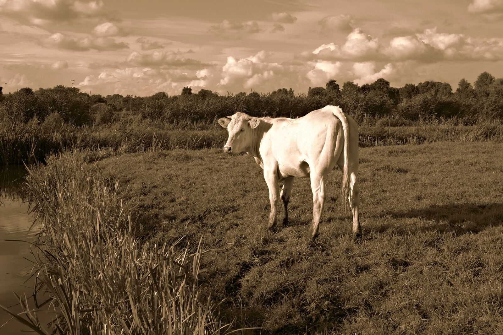 Sony Cyber-shot DSC-RX100 sample photo. Cow, animal, mammal photography