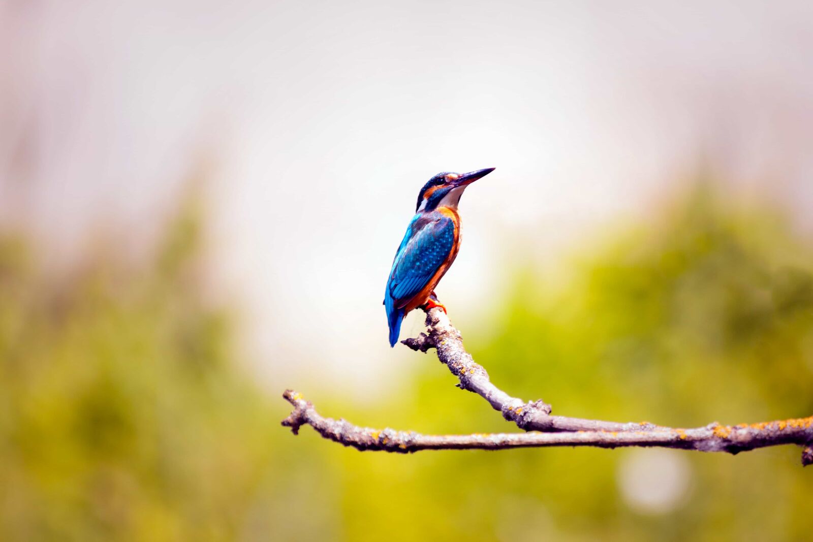 Canon EOS 70D sample photo. Bird, colorful, animal, branch photography