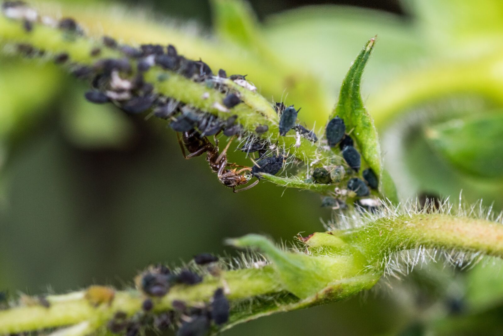 Canon EOS 7D Mark II sample photo. Aphids, ants, ant photography