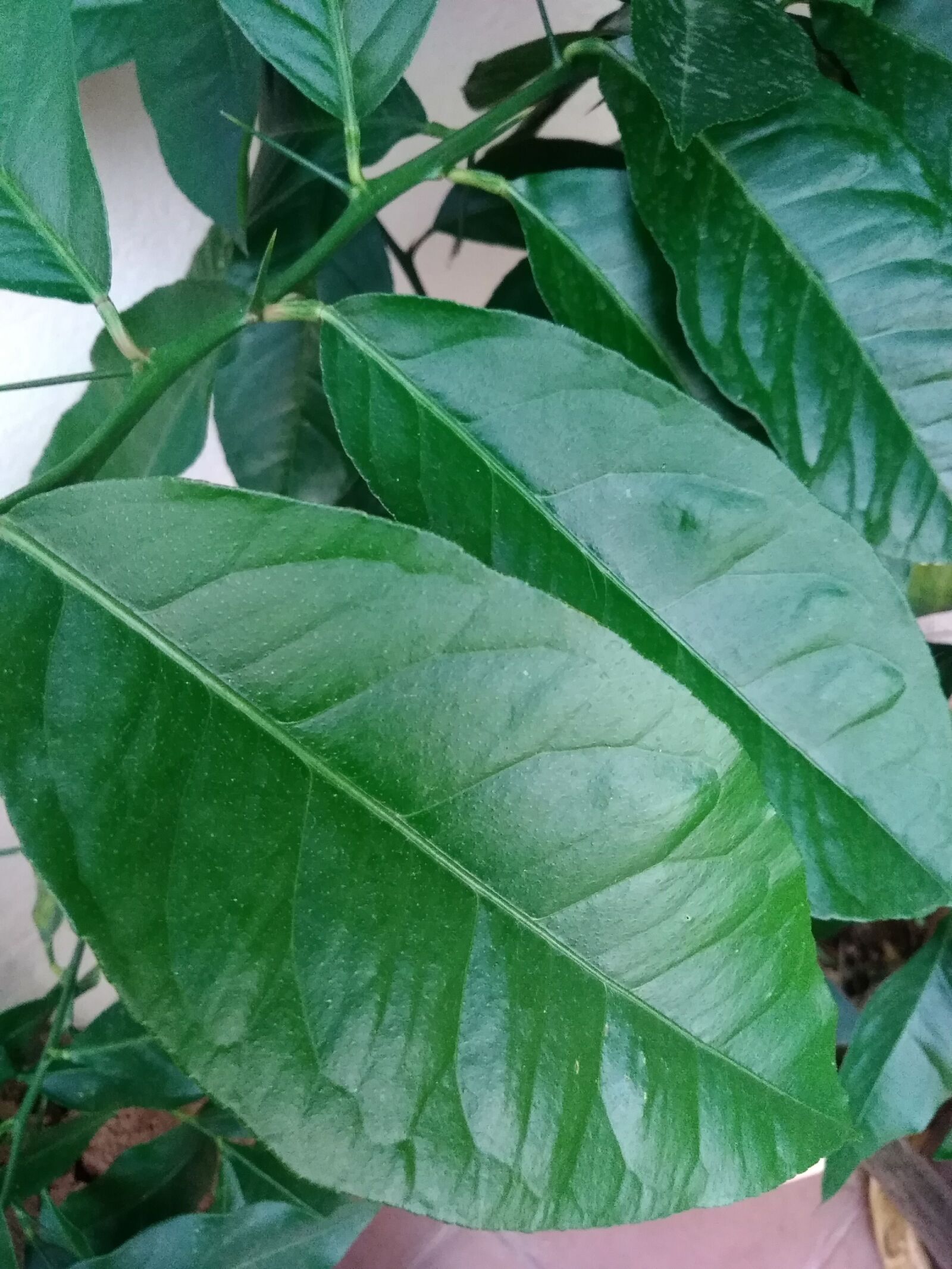 HUAWEI GR3 2017 sample photo. Leaves, nature, green photography