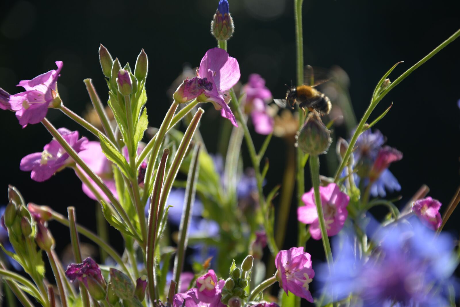 Nikon D7100 sample photo. Flowers, bee, blossom photography