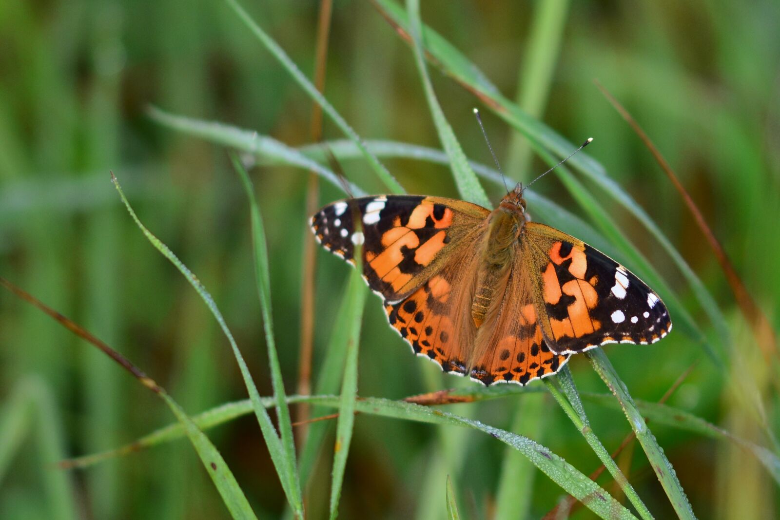 Nikon D5200 sample photo. Butterfly, vanessa cardui, wing photography