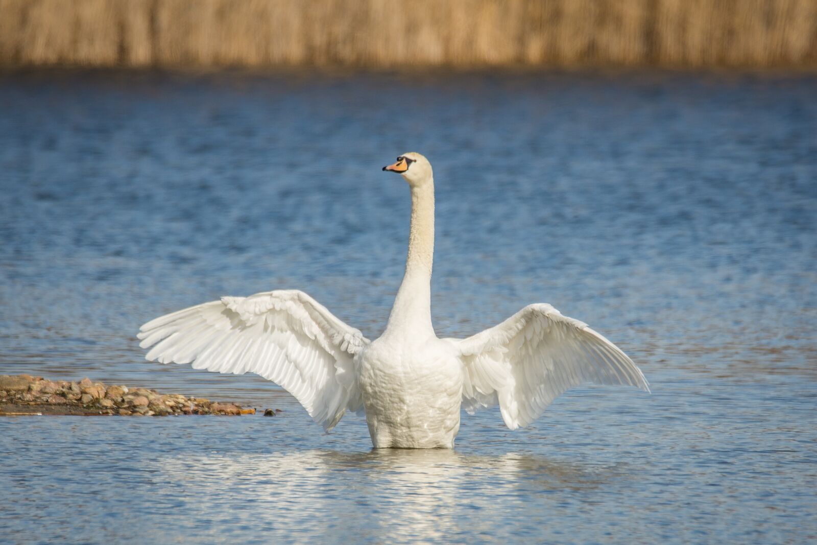 Nikon D7200 sample photo. Swan, lake, wing beat photography