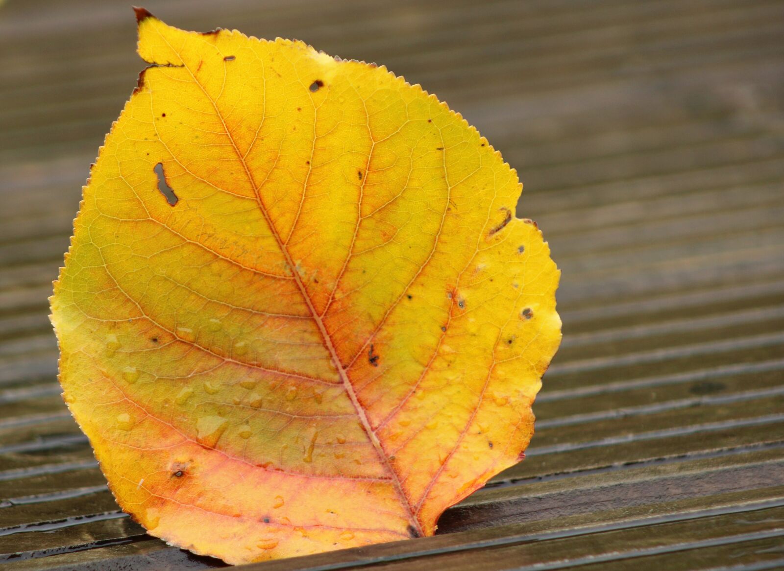 Canon EOS 2000D (EOS Rebel T7 / EOS Kiss X90 / EOS 1500D) sample photo. Leaves, autumn, water drop photography