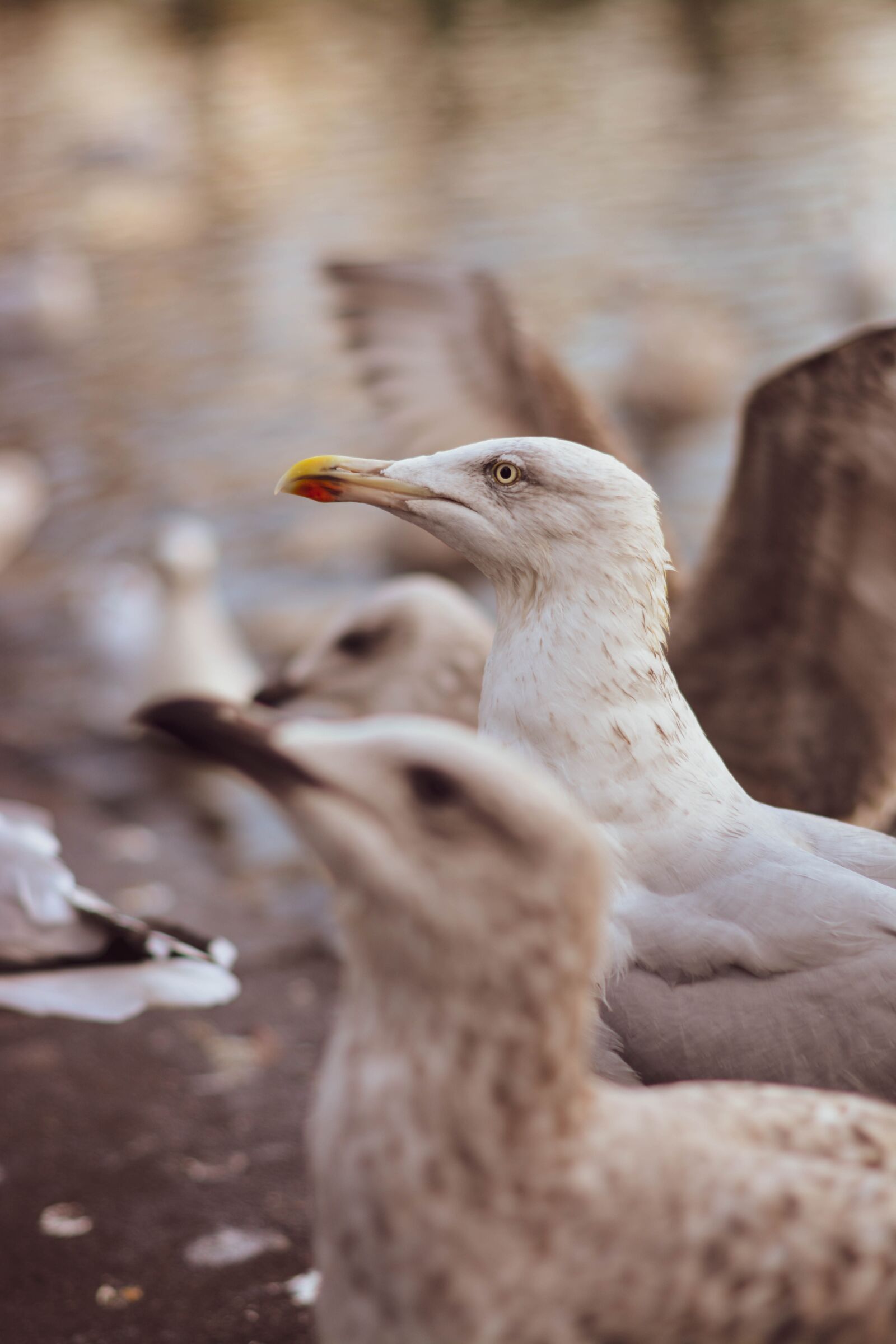 Nikon D5200 sample photo. Seagull, birds, nature photography