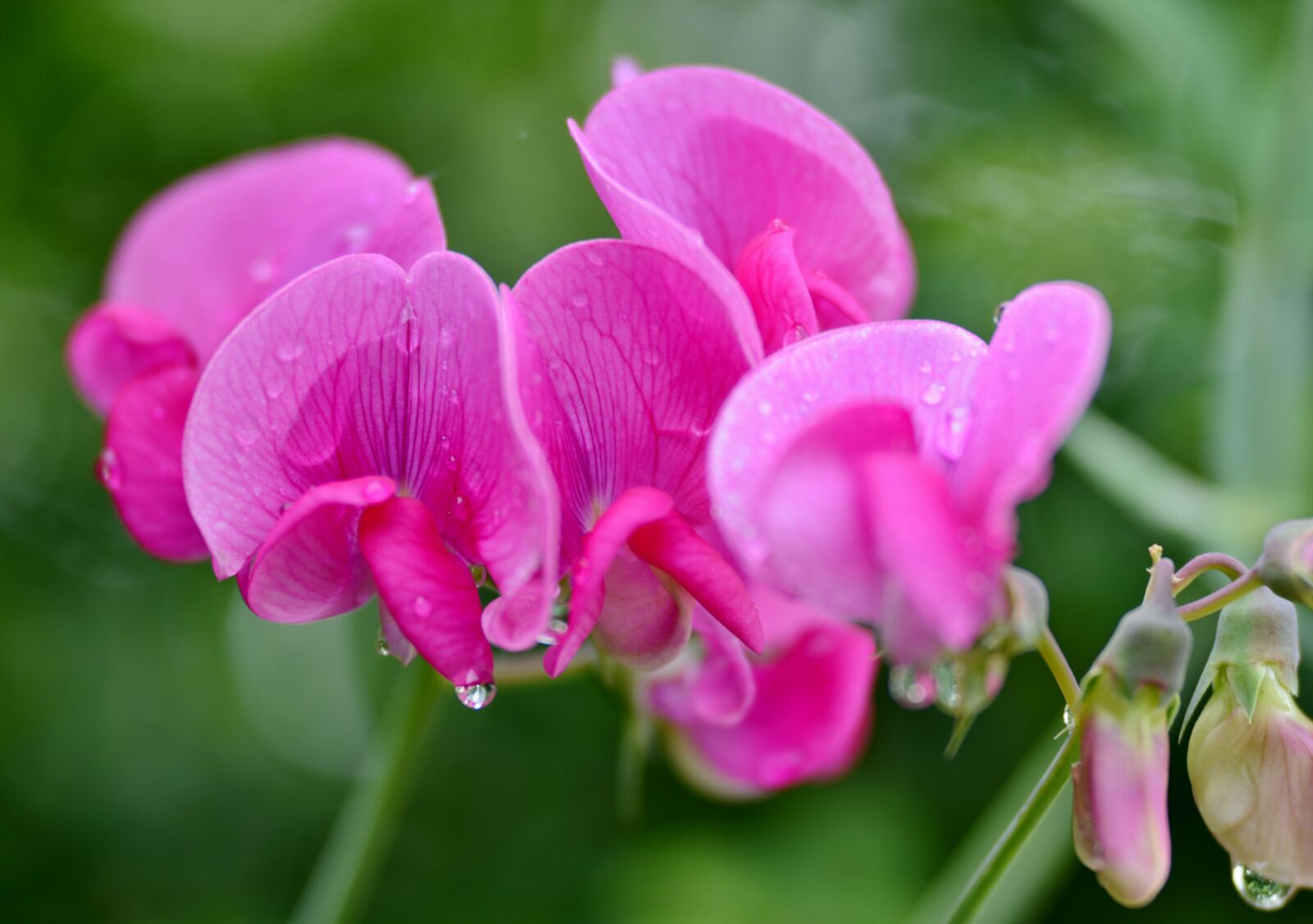 Nikon D600 sample photo. Sweet pea, lathyrus, plant photography