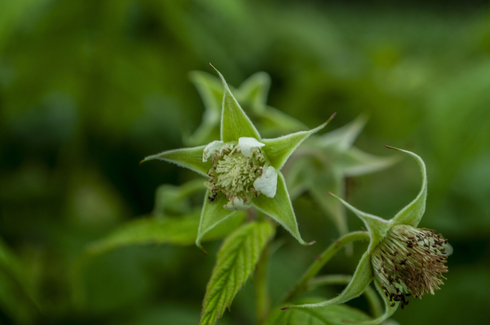 Nikon D5000 sample photo. Green, garden, agriculture photography