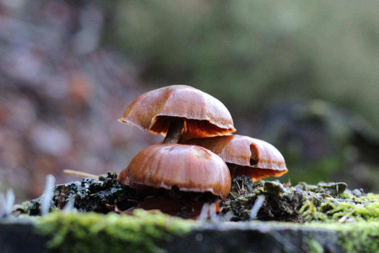 Canon EOS 1300D (EOS Rebel T6 / EOS Kiss X80) sample photo. Small mushroom, mushroom, forest photography