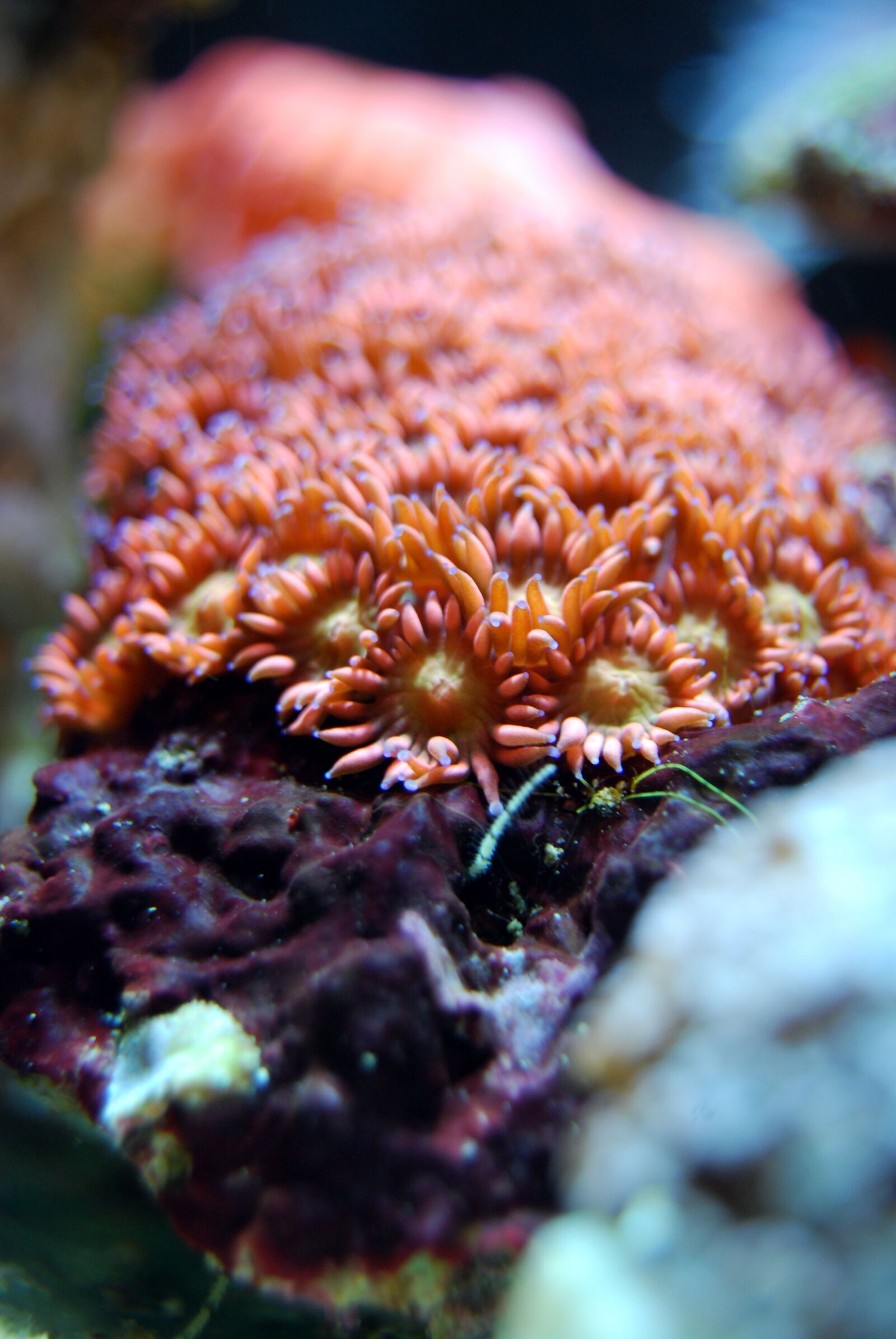Nikon D40X sample photo. Coral, reef, sea photography