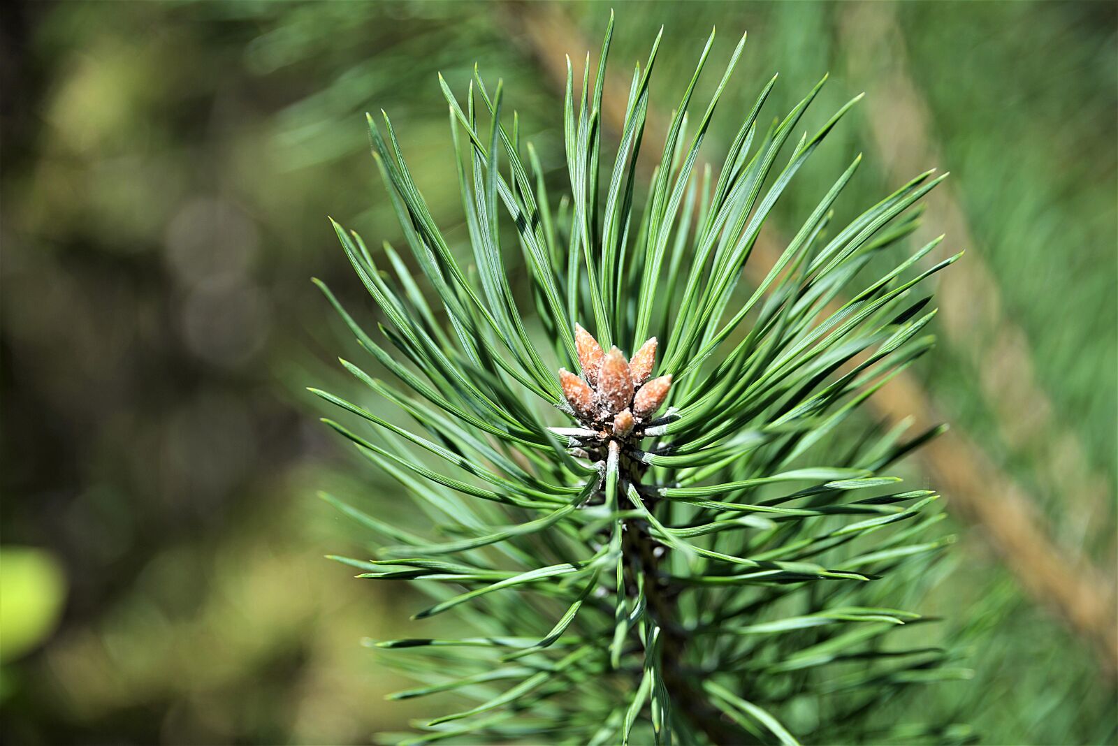 Nikon D610 sample photo. Tree bud, pine, forest photography