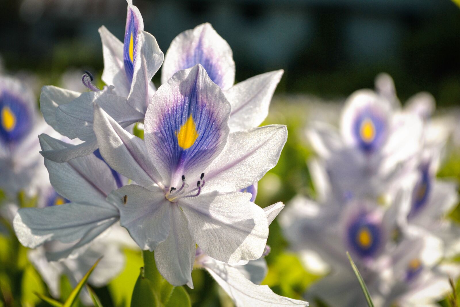 Nikon D3100 sample photo. Flower field, white blue photography