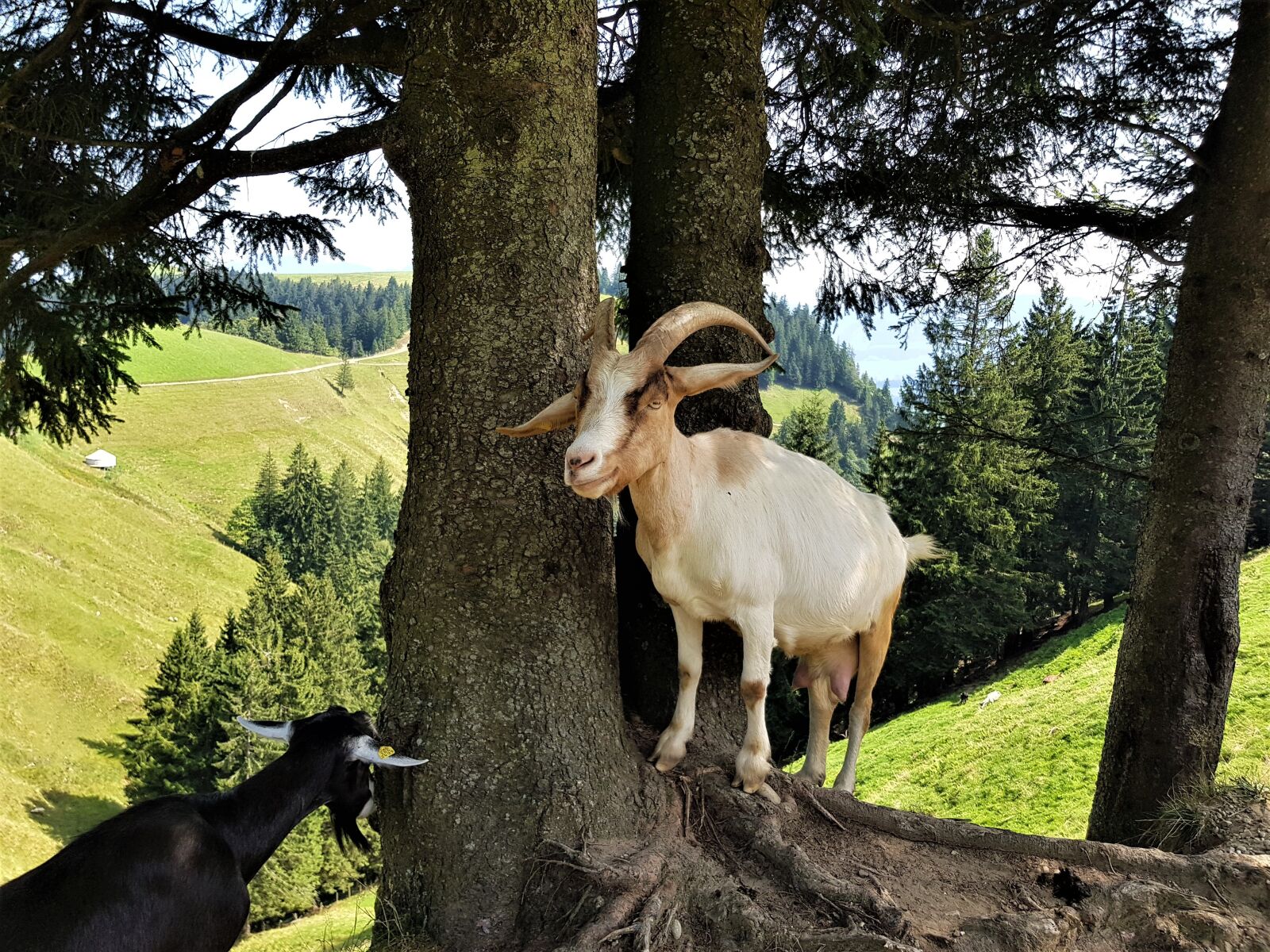 Samsung Galaxy S8 sample photo. Goat, horns, animal photography