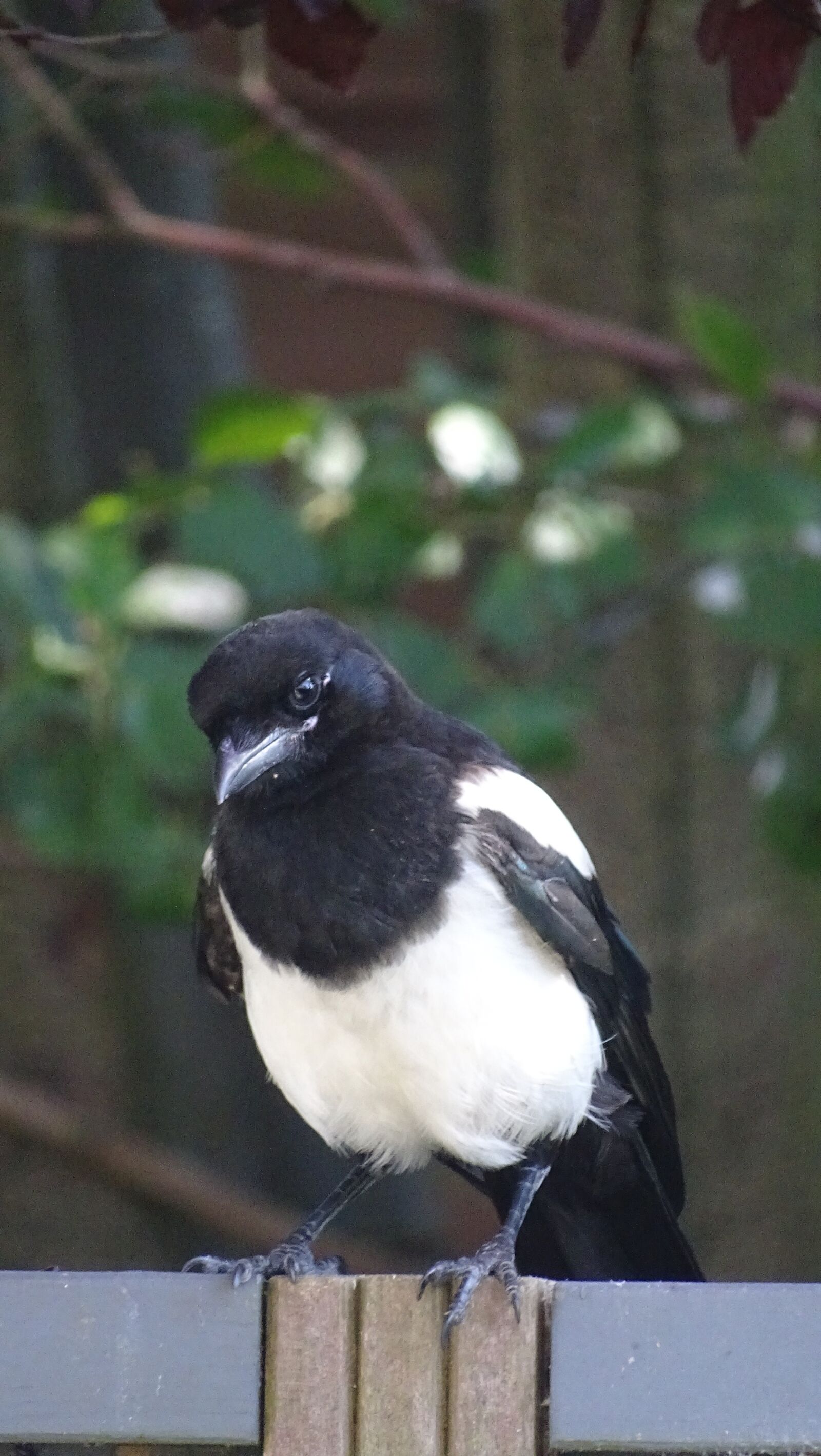 Sony Cyber-shot DSC-HX400V sample photo. Bird, magpie, animal photography