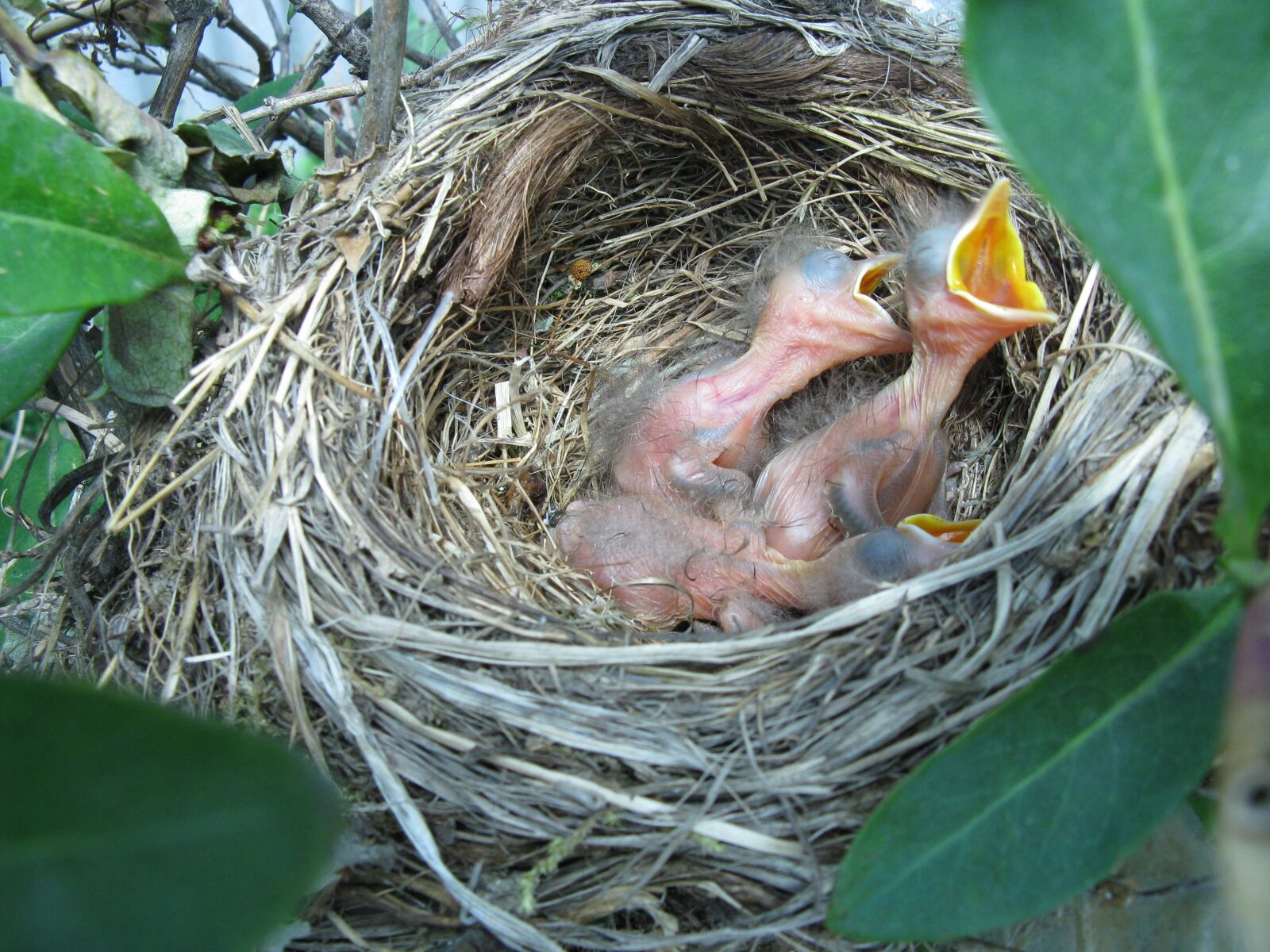 Canon POWERSHOT A720 IS sample photo. Bird, nest, risers photography