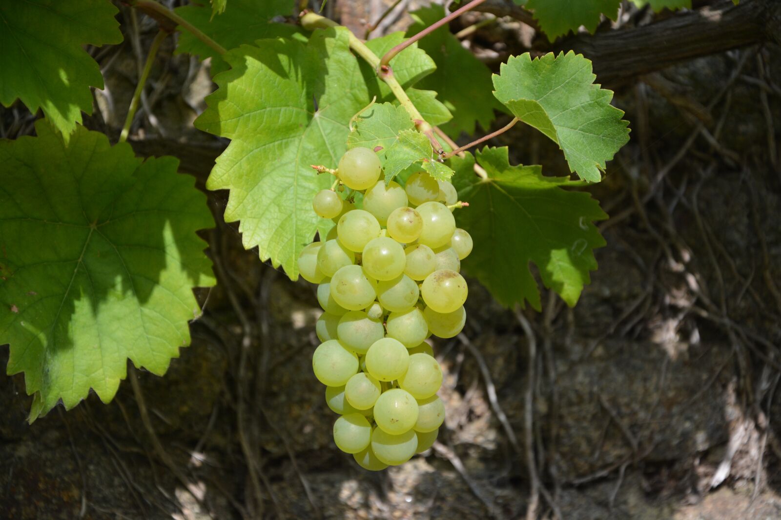 Nikon D5200 sample photo. Vine, grape, cluster photography