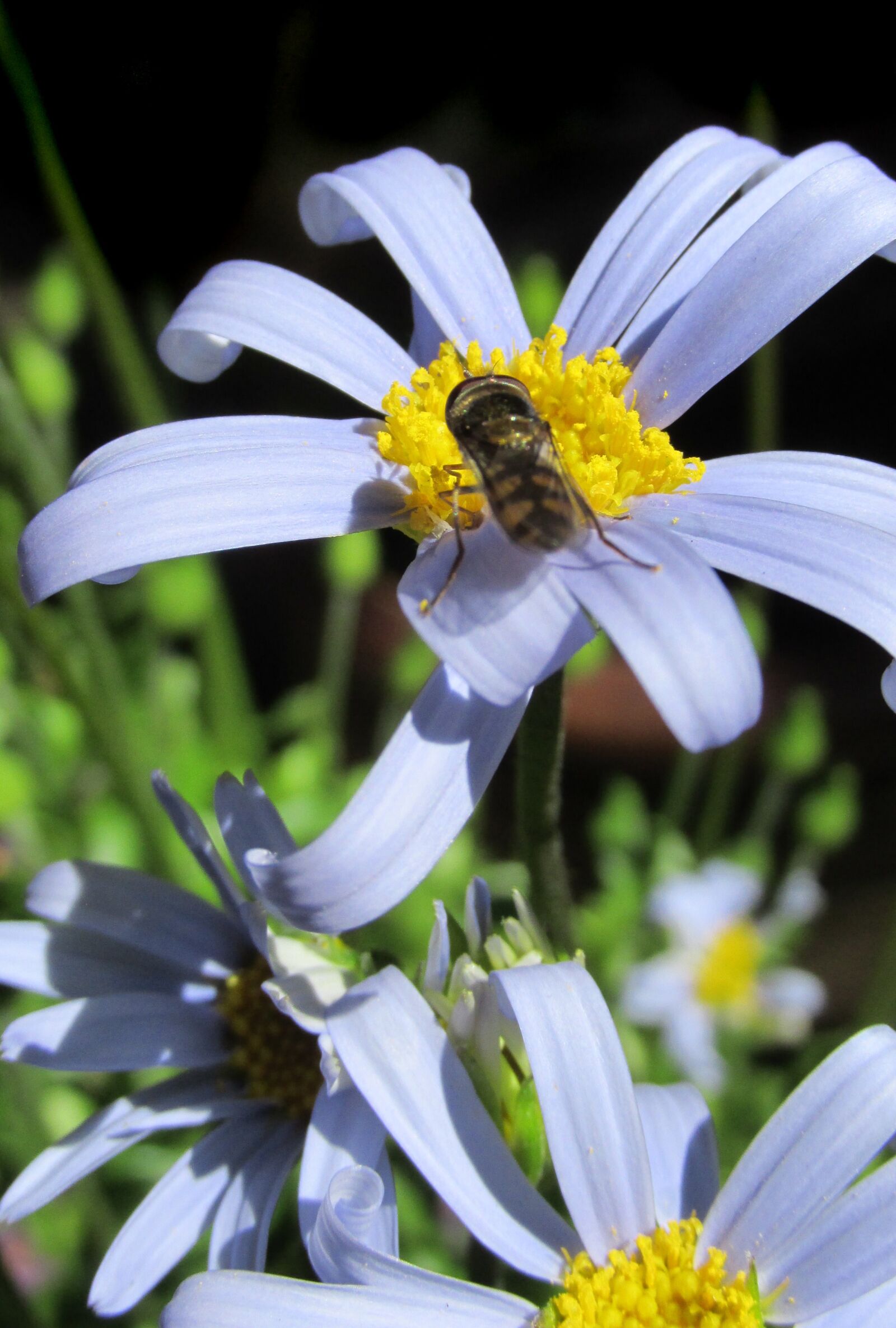 Canon PowerShot SX170 IS sample photo. Daisy, blue, flowers photography