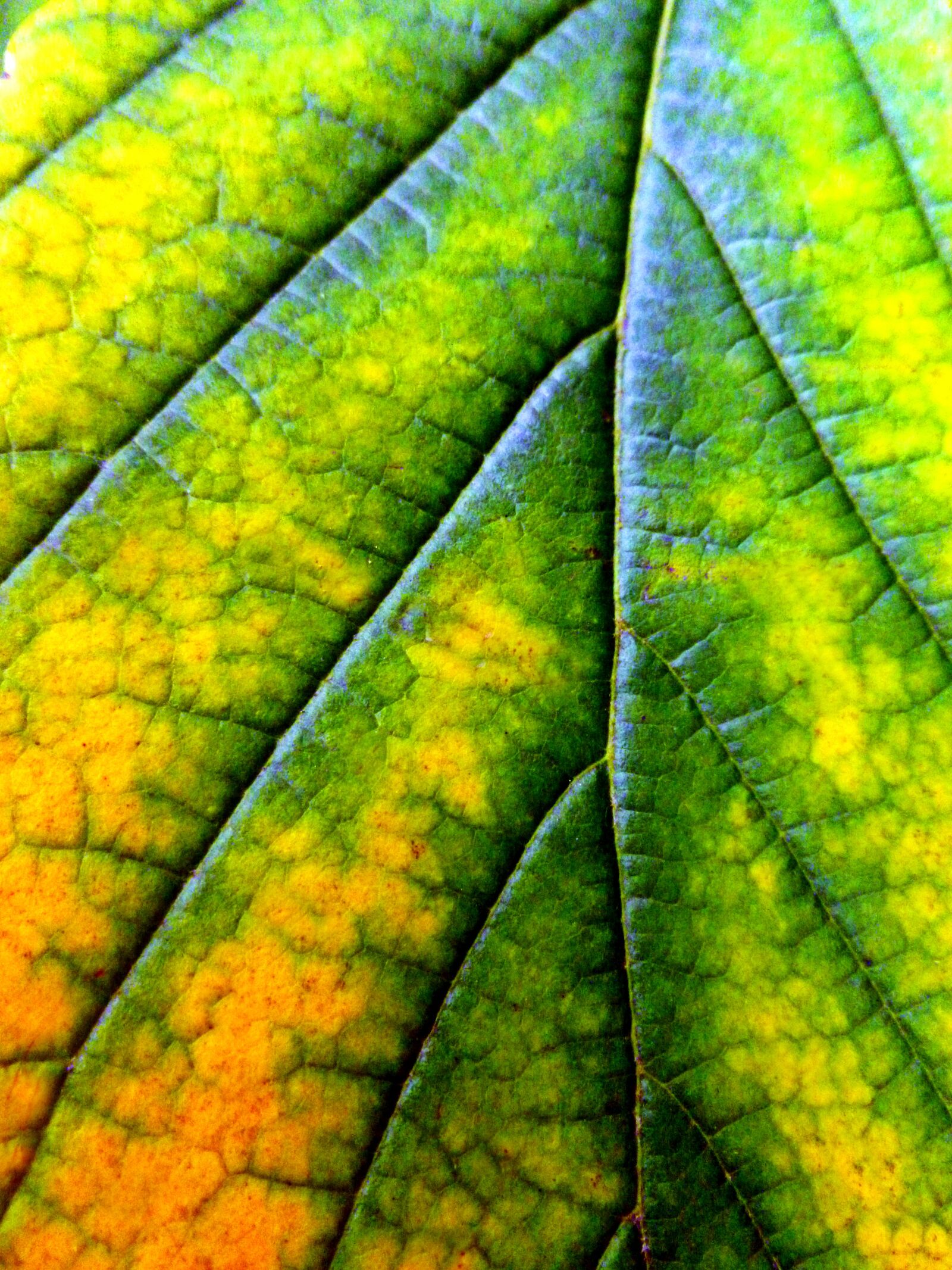 Panasonic DMC-FS37 sample photo. Leaf, autumn leaf, autumn photography