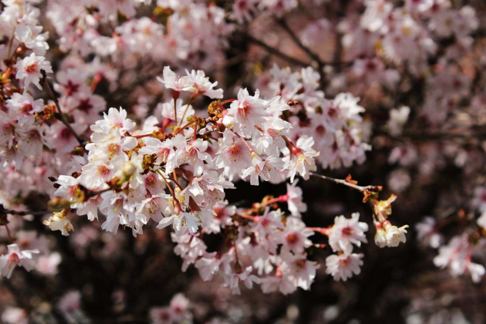 Canon EOS 2000D (EOS Rebel T7 / EOS Kiss X90 / EOS 1500D) sample photo. Blossom, tree, flower blossoms photography