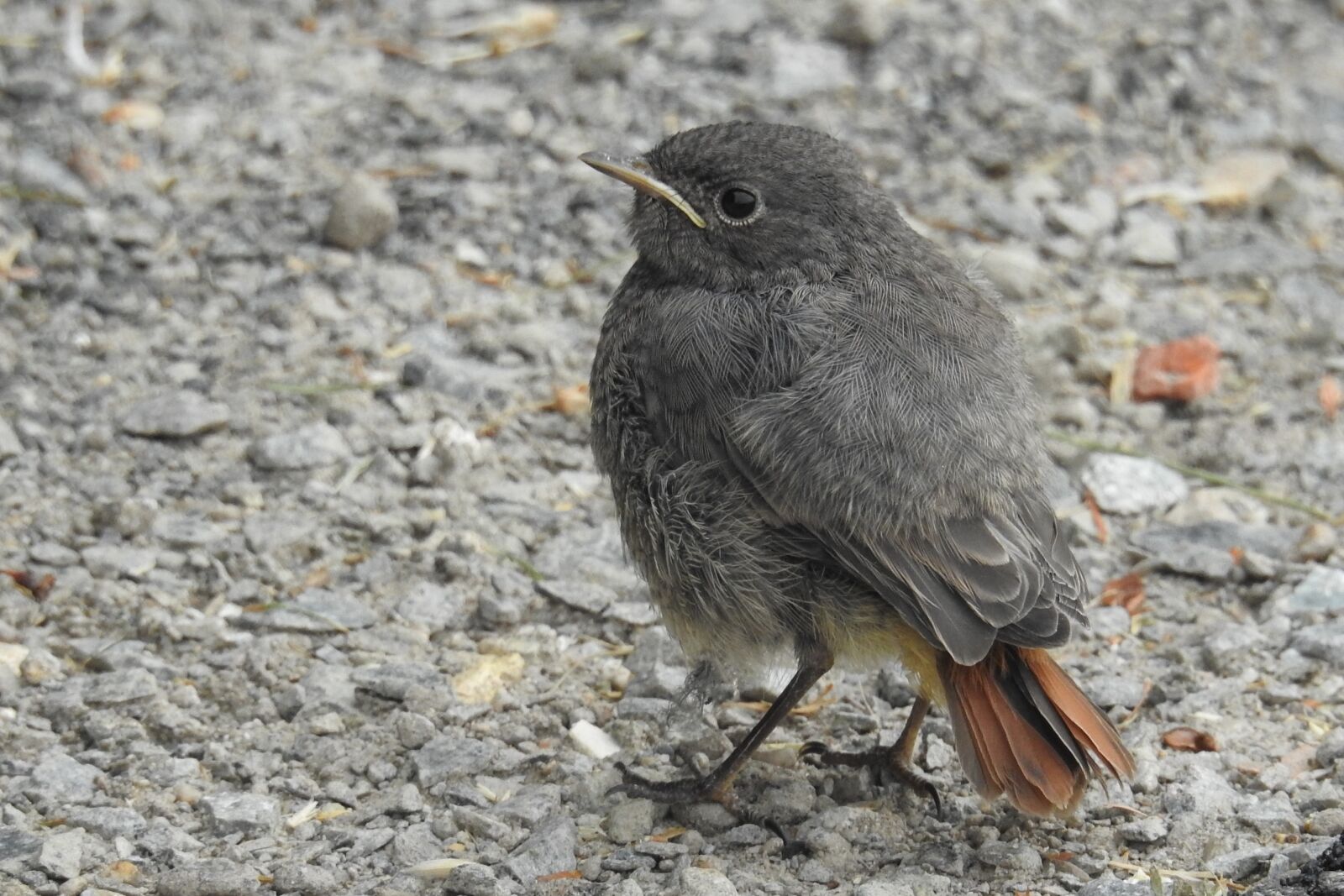 Nikon Coolpix P900 sample photo. Rotschwaenzchen, bird, young bird photography