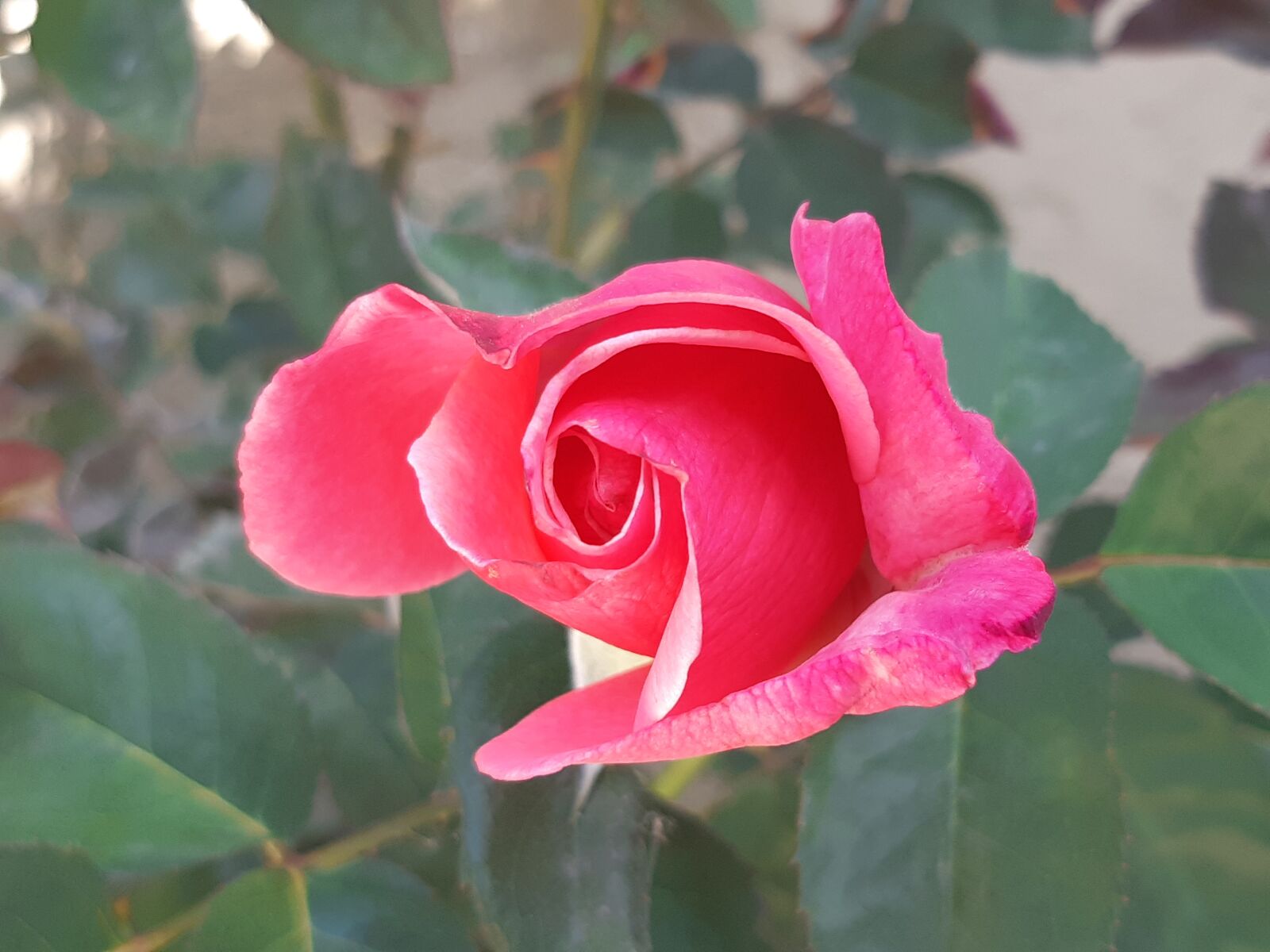 Samsung Galaxy A8(2018) sample photo. Stacked roses, beauty, rose photography