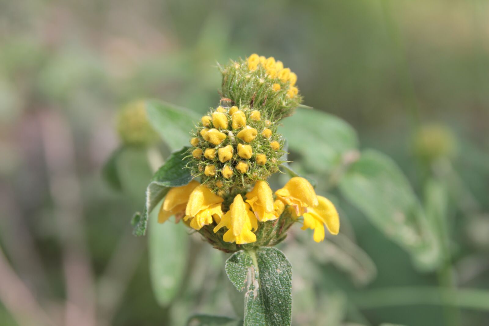Canon EOS 550D (EOS Rebel T2i / EOS Kiss X4) sample photo. Flower, plant, calba photography