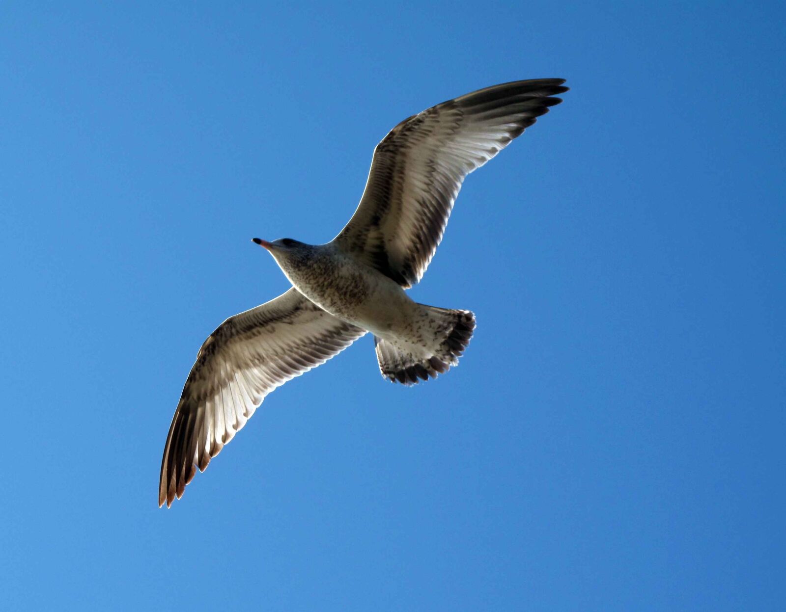Canon PowerShot G10 sample photo. Flight, seagull, sky photography
