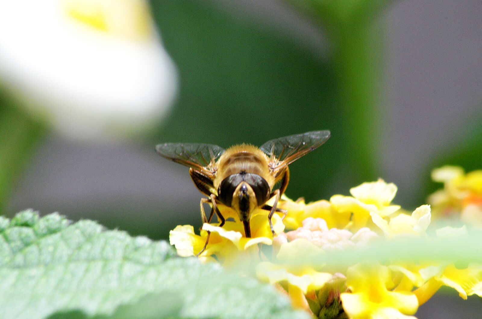Nikon D5100 sample photo. Bee, insect, flower photography