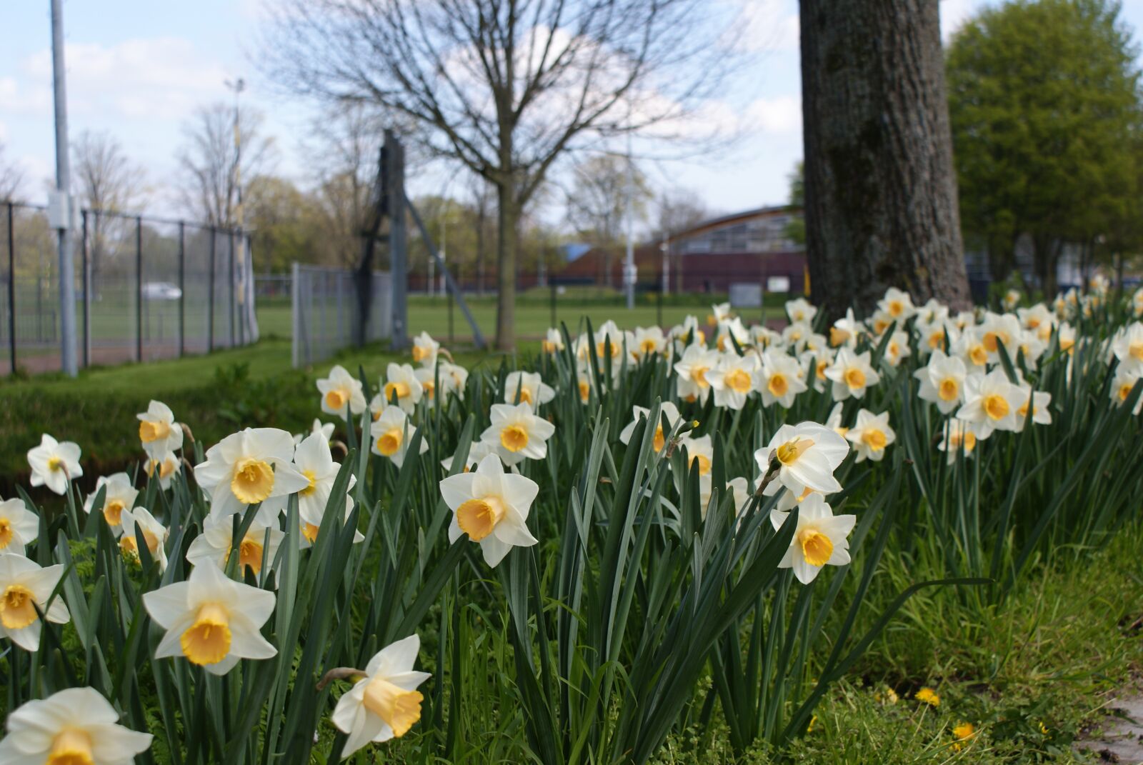 Sony Alpha DSLR-A200 sample photo. Flowers, yellow, nature photography
