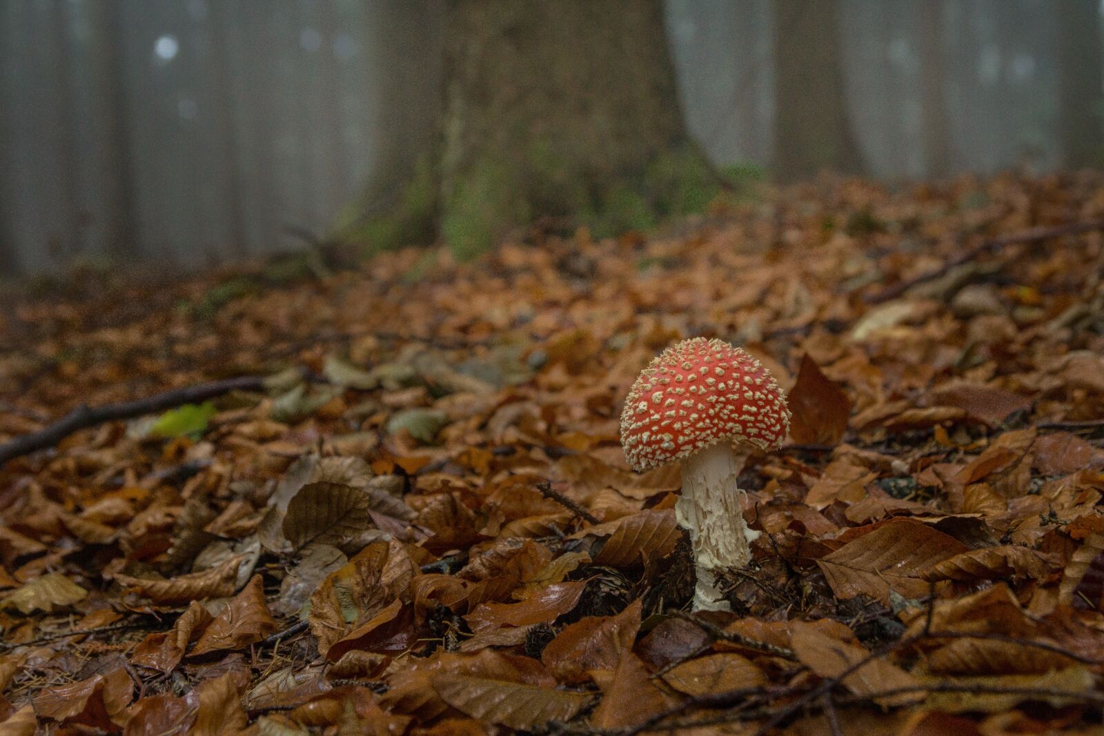 Sony SLT-A77 sample photo. Fly agaric, forest, forest photography