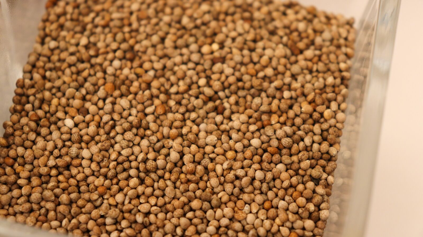 Canon EOS 200D (EOS Rebel SL2 / EOS Kiss X9) sample photo. Sesame, perilla, perilla seeds photography