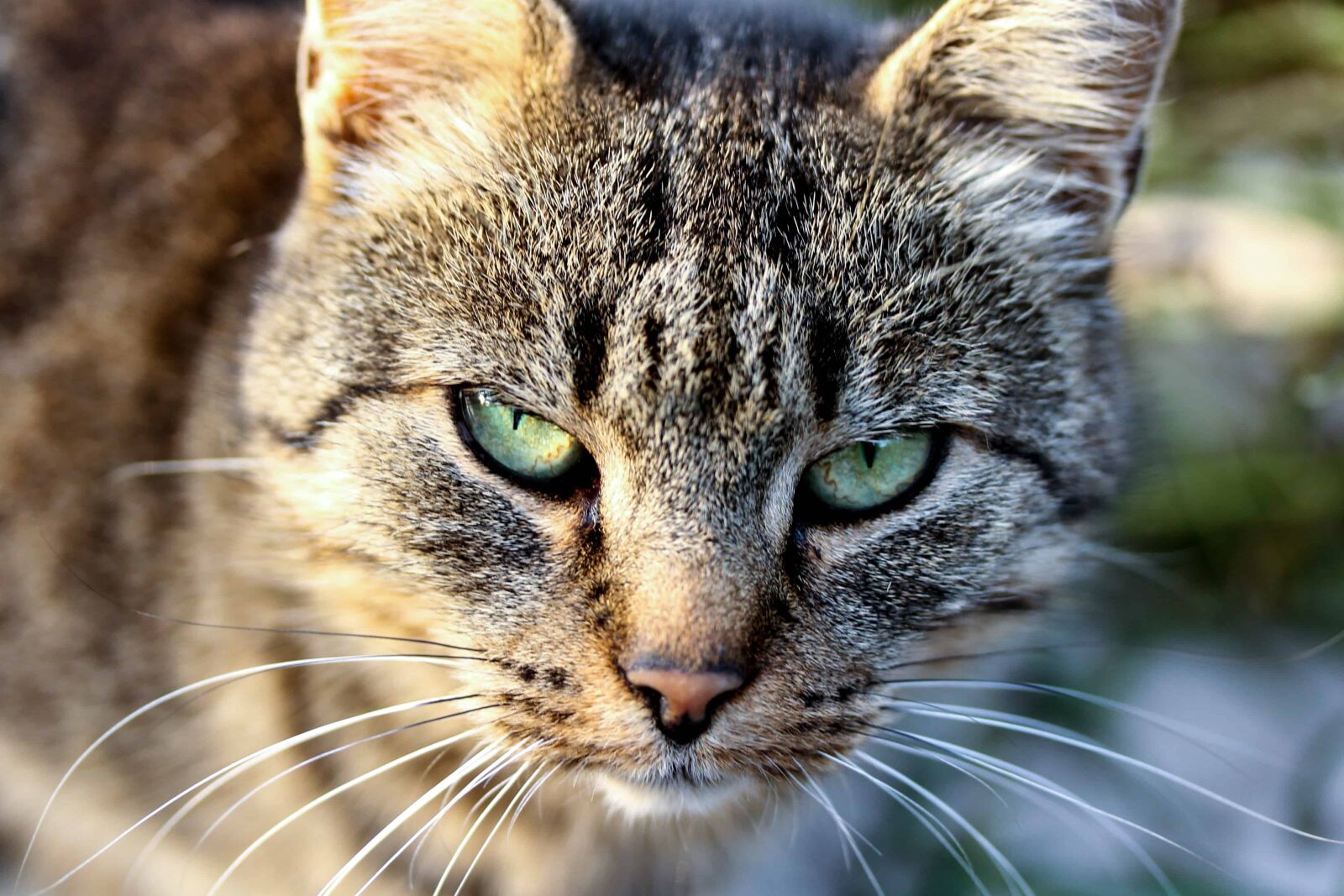 Canon EOS 1100D (EOS Rebel T3 / EOS Kiss X50) sample photo. Portrait, domestic cute, eye photography